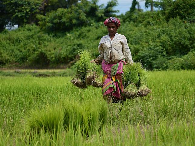 pictures of indian farmers working in fields