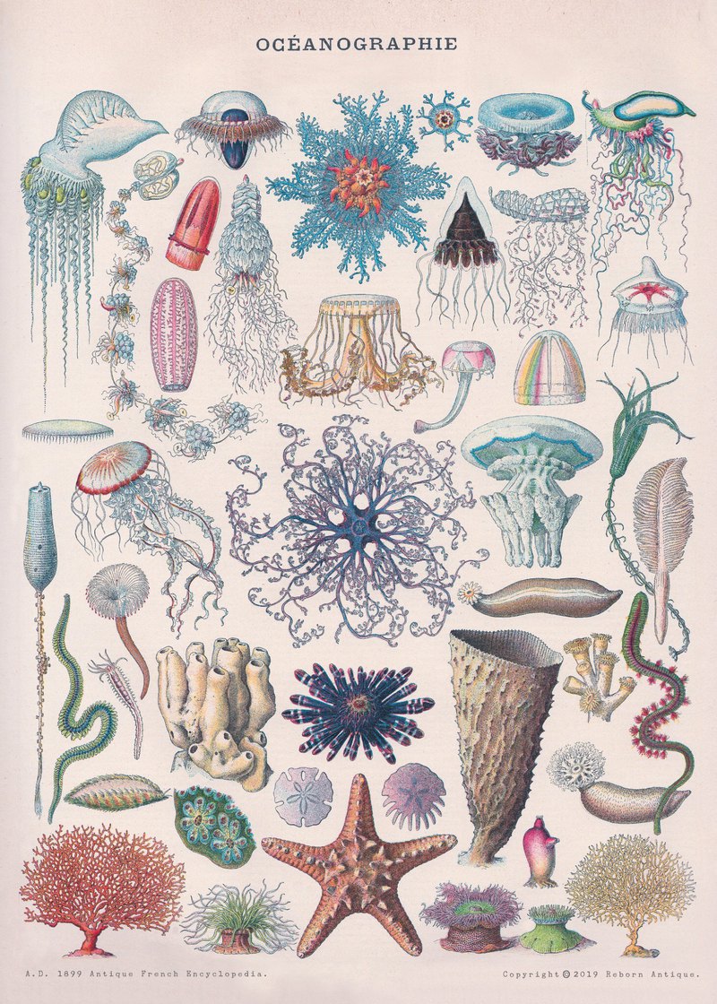 本館獨立印製 法國1860年古董百科圖鑑海報 海星水母