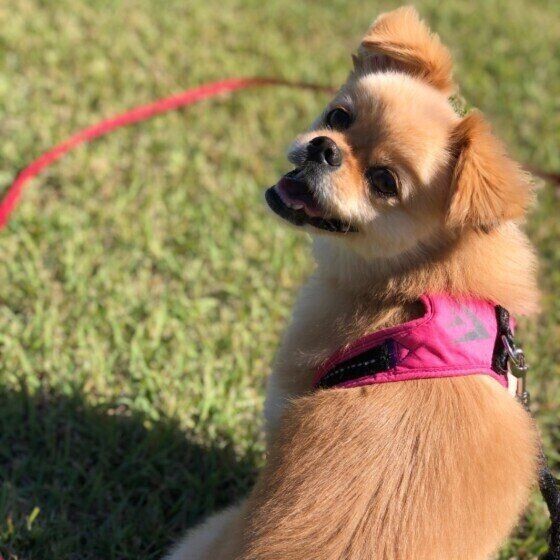 犬にはなんでもお見通し 言葉の理解力がすごいと明らかに