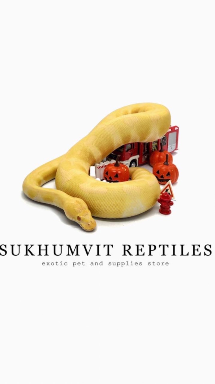 Sukhumvit Reptiles