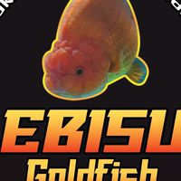 Ebisu Goldfish Samutprakarn 🦈