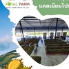 รอยัลฟาร์ม 2025