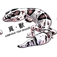 覓獸各式爬蟲.昆蟲.兩棲交流分享群