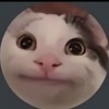 เเมวชื่อbelukaเล่นโรบอก