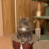 サイベリアンズ雑談部屋