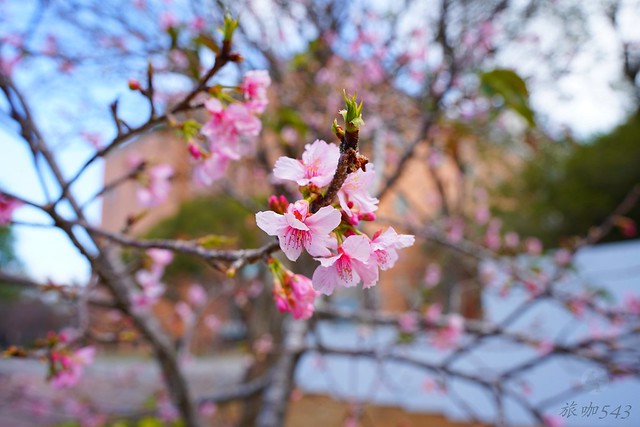 崴立機電櫻花公園