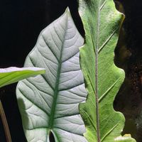 桃園植物交流、交換與分享