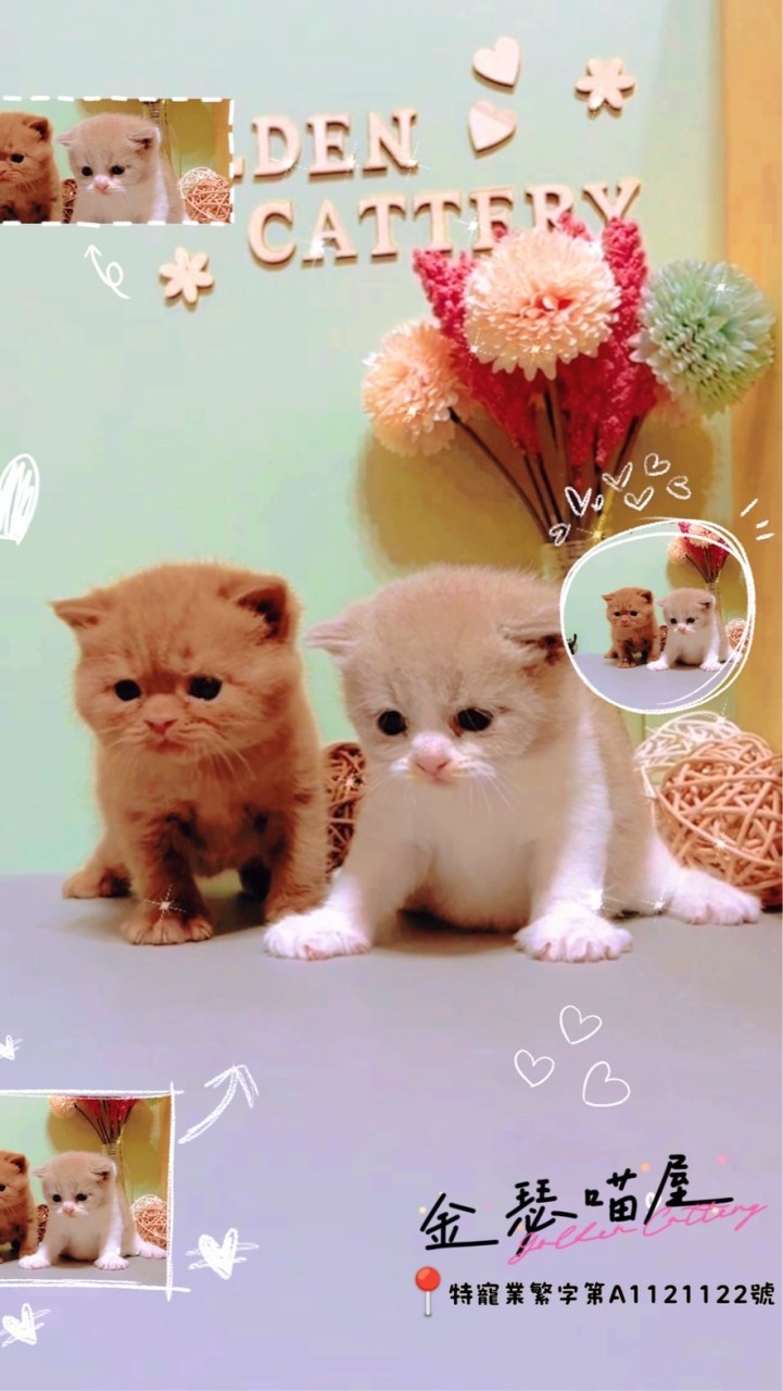 金瑟喵屋✨全台品種犬貓買賣🐶🐱各大合法貓舍犬舍買賣交流平台✨