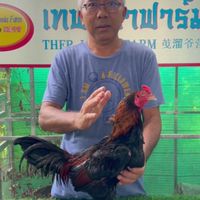 ตองคิง ช.มีชัย