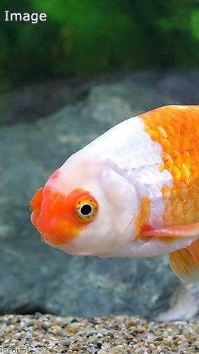 金魚が好き人の集まりのオープンチャット