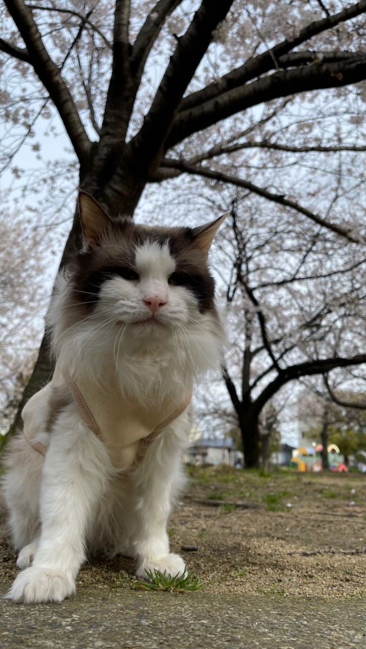 猫日和🐈‍⬛⚠️犬猫の病、躾相談⚠️※雑談あり