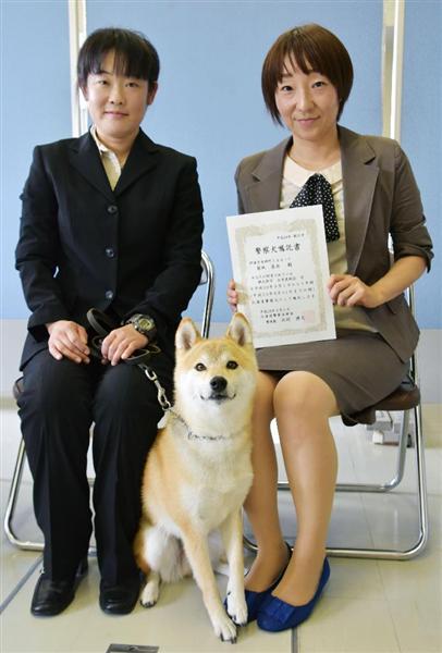 調皮柴犬3度投考終通過警犬測試 Line購物