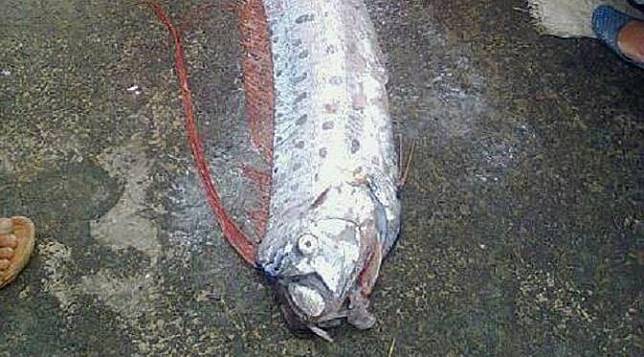 4 Fakta Ilmiah Oarfish, Ikan 'Pertanda' Gempa Bumi