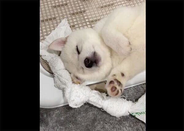 寝起きの柴の子犬 寝ぼけて まさかの場所 で寝てしまう