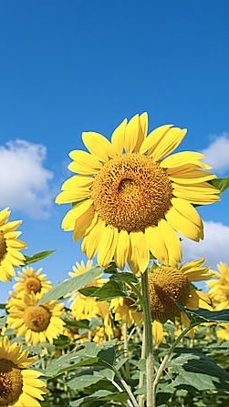 2026年ひまわり組🌻