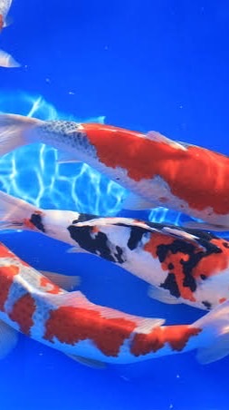 koi trading 見極める会/koitrading/Koi trading