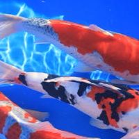 koi trading 見極める会/koitrading/Koi trading