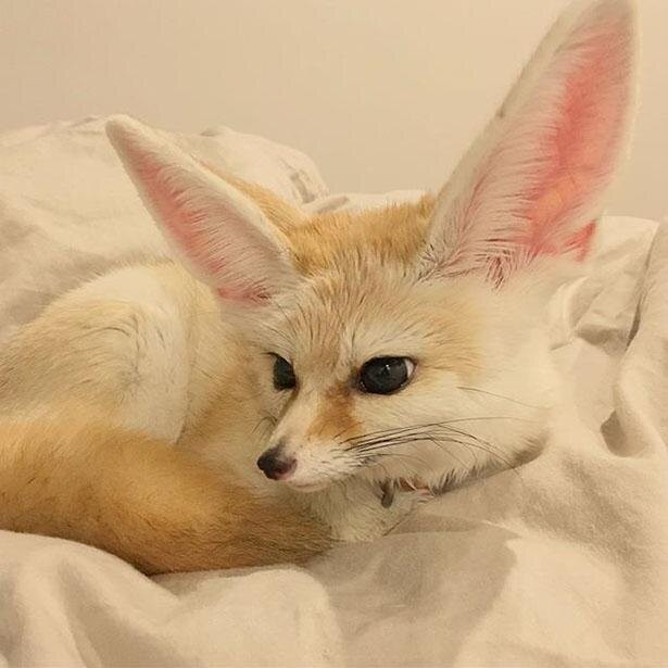 俊敏なのに だらけ 好き Snsで人気のフェネックギツネ てつおくんにギャップ萌え