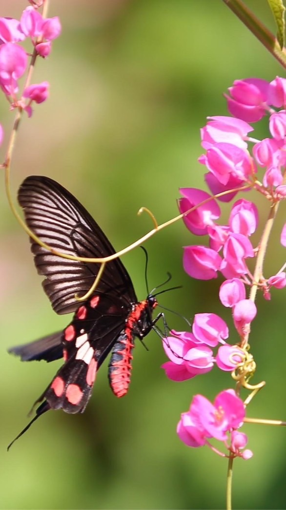 傳説歡樂高手群