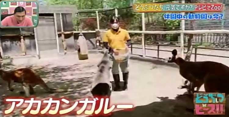 休園中の動物園 動物たちはどうなってるの