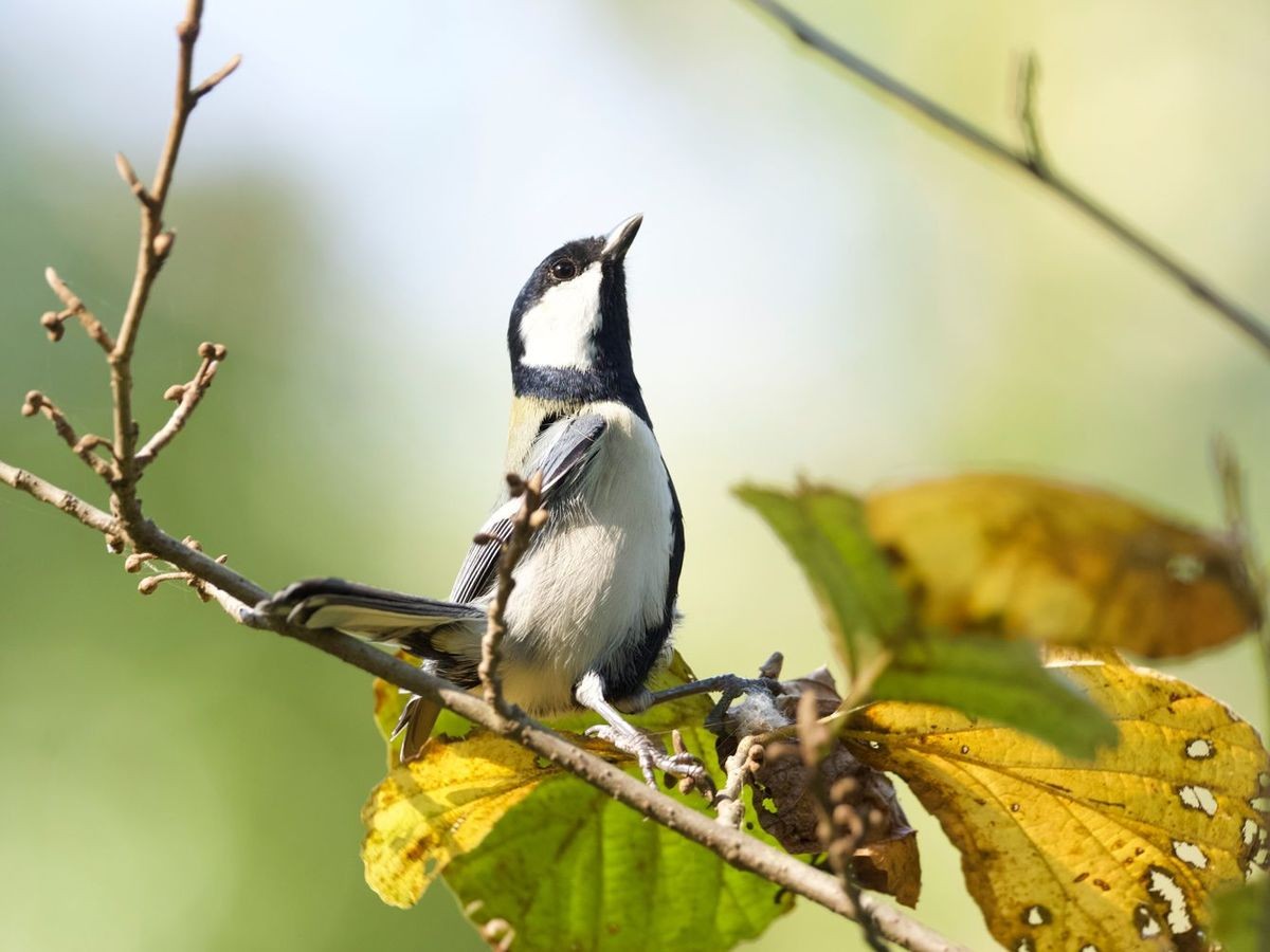 鳥、鈴木 東大の助教を辞め､5年任期の教員に…シジュウカラにすべてを