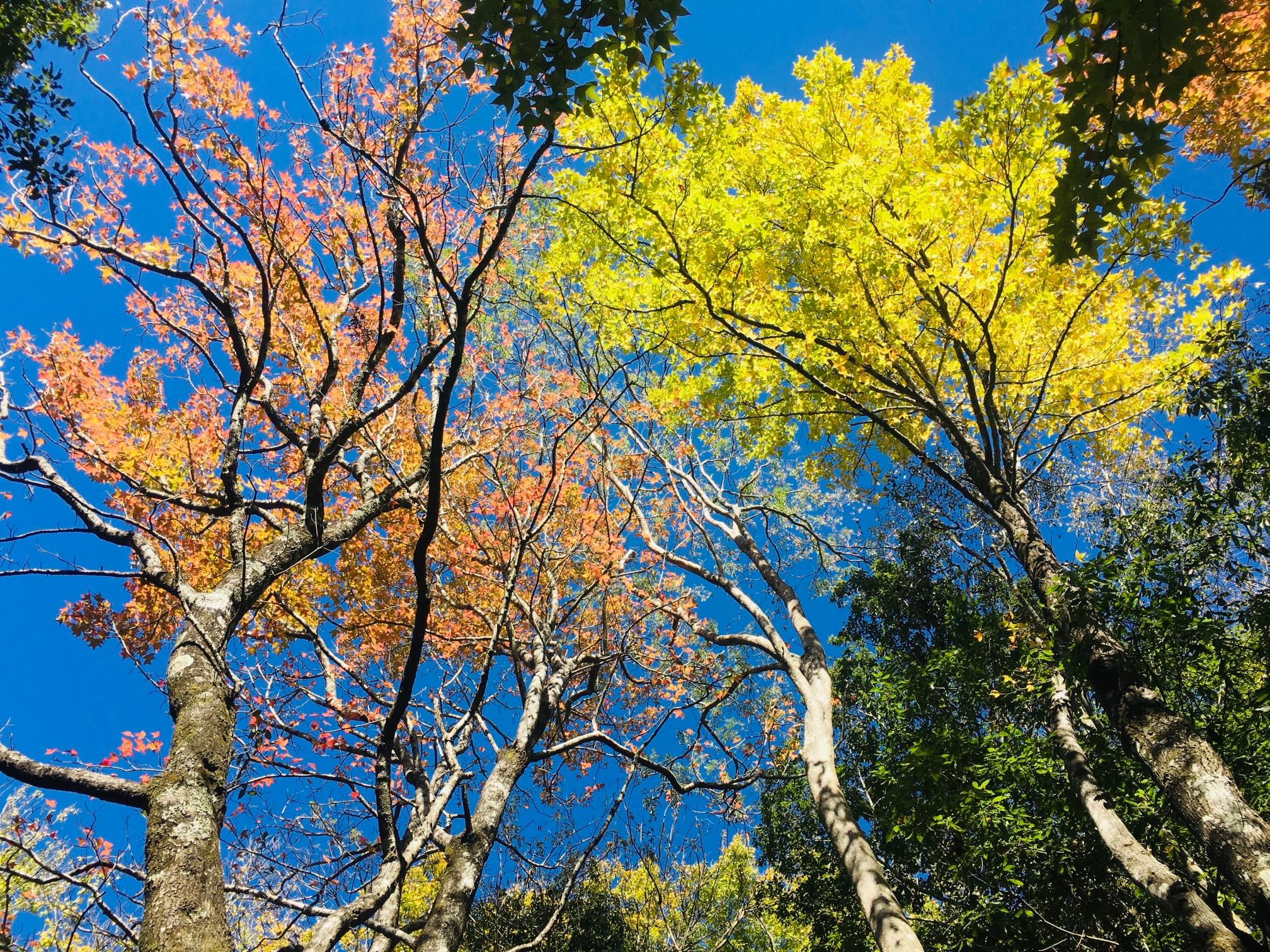 「奧萬大森林遊樂區」超完整賞楓攻略｜奧萬大賞楓景點整理