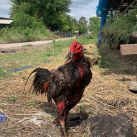 ซุ้ม.ทองเจือ💯