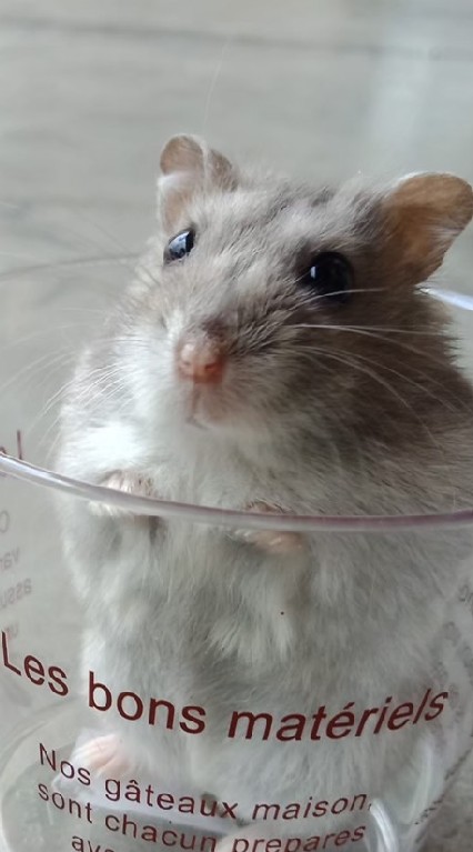 Taichung Hamster's Mama🐹
