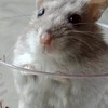 Taichung Hamster's Mama🐹