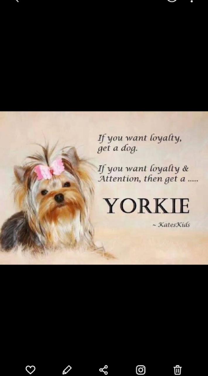Yorkie 飼養❤