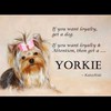 Yorkie 飼養❤