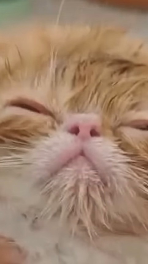 ベーコンニキ軍団の集い