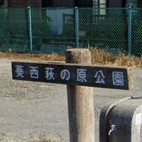 葵西11部19組