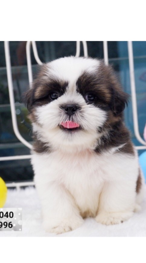 🐶บ้านน้องหมาโฮ่งโฮ่ง