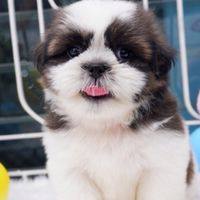 🐶บ้านน้องหมาโฮ่งโฮ่ง