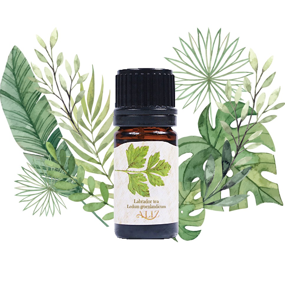 【ALIZ有機格陵蘭喇叭茶精油】單方精油 5ml