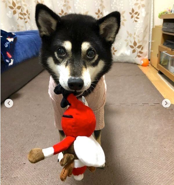 上目遣いな犬 の本当の気持ちが知りたい