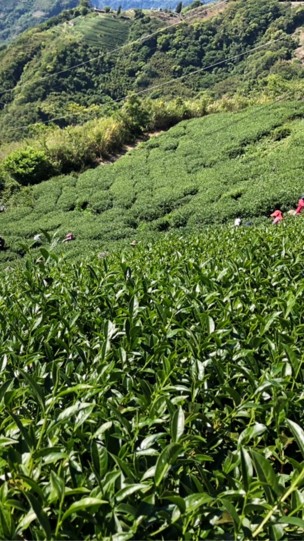 大太陽製茶-茶葉交流分享