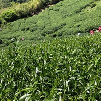 大太陽製茶-茶葉交流分享