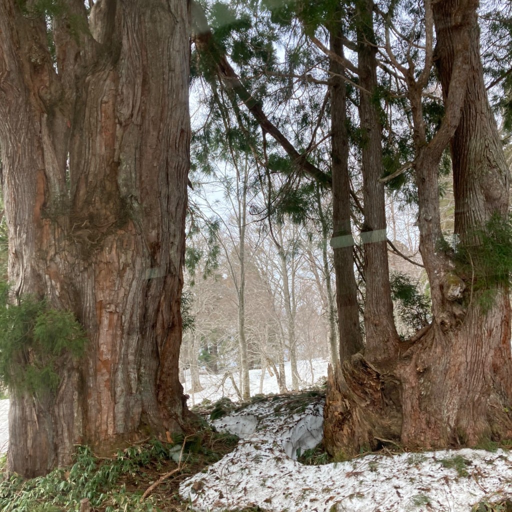実際訪問したユーザーが直接撮影して投稿した芦峅寺高原美女杉の写真