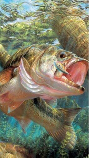 孝成釣り部