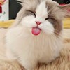 幼貓找家中