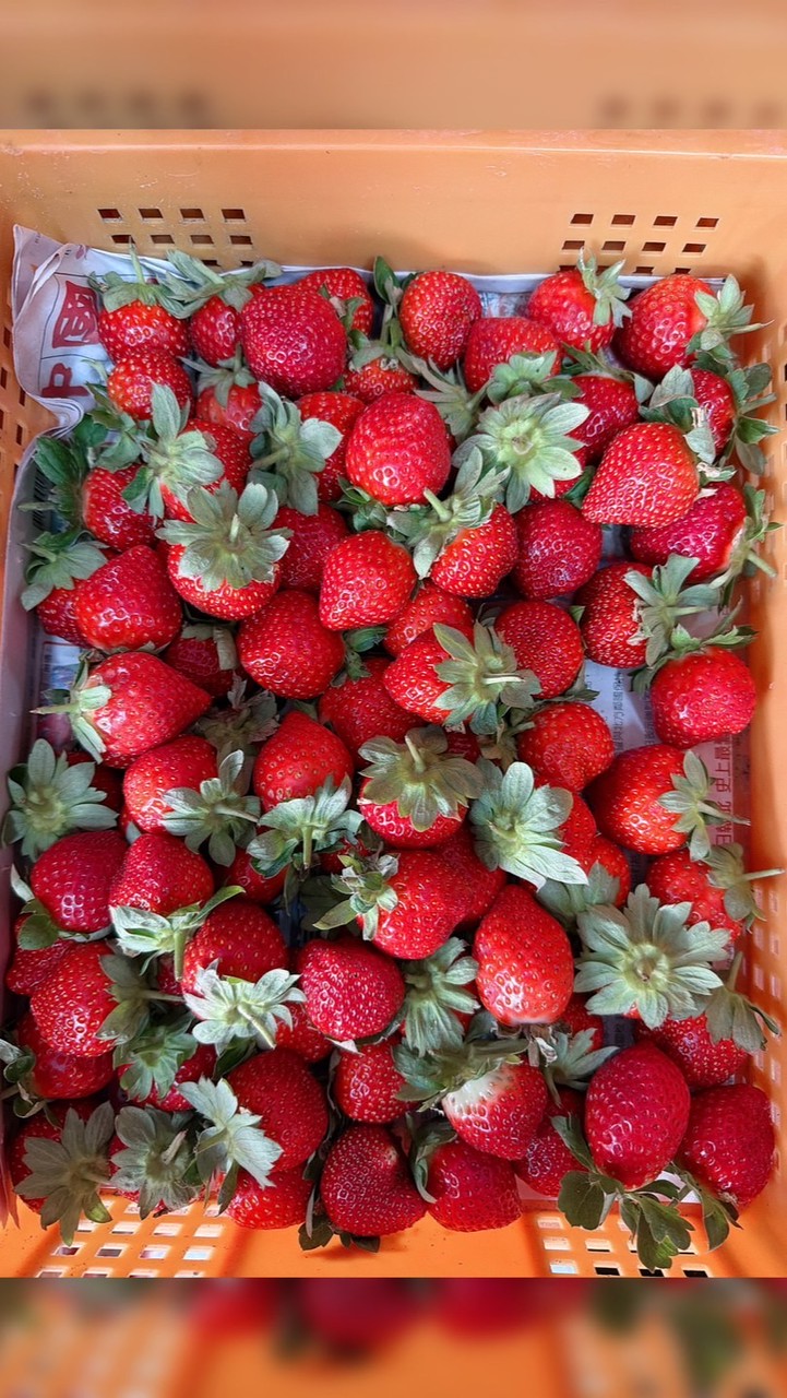 🍓豬小妹水果零售、批發市集