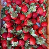 🍓豬小妹水果零售、批發市集
