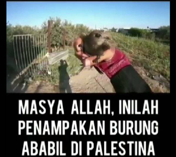Viral Penampakan Burung Ababil Di Palestina Benarkah