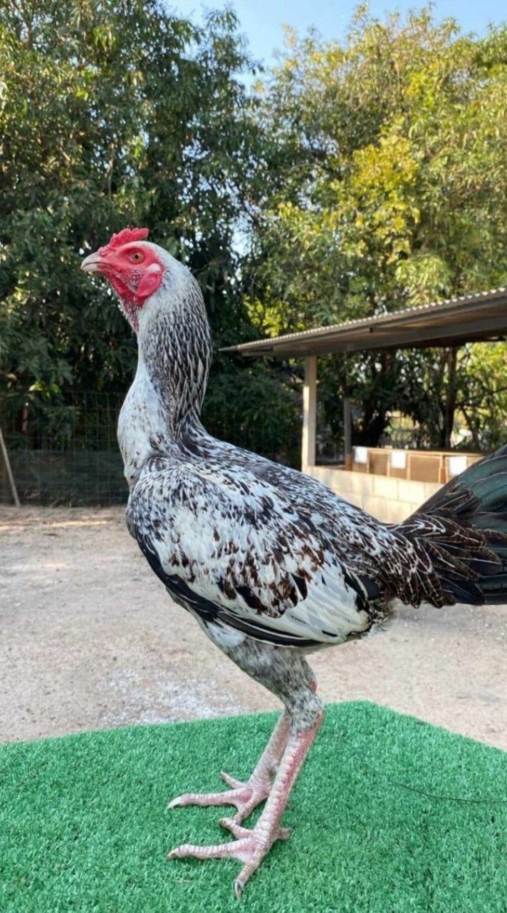 อนุวัตไก่ชนพัฒนา สายเยียร์+แม่สะเรียง
