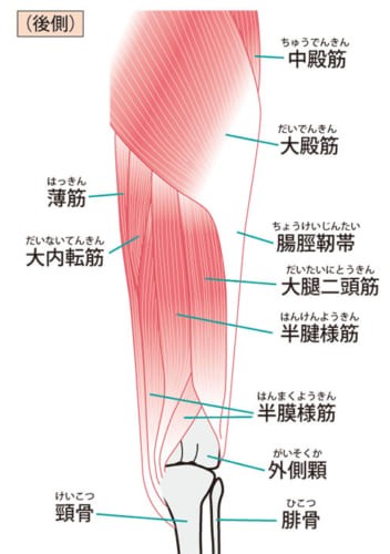 自宅で出来る 腰痛改善トレーニング 骨盤を安定させる大腿 殿部のトレーニング