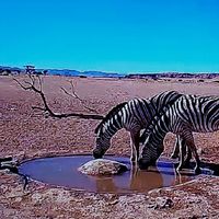 ナミブ砂漠のライブカメラを見守る会