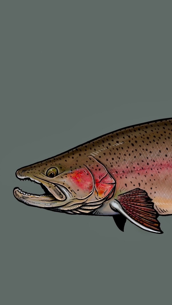Trout Jackass
