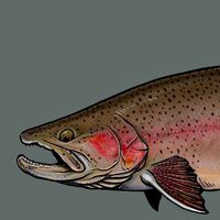 Trout Jackass